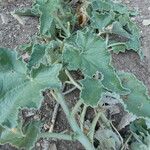 Ecballium elaterium Leaf