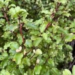 Pittosporum tenuifoliumBlatt