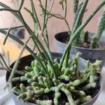 Rhipsalis cereusculaبرگ