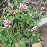 Trifolium thalii অভ্যাস