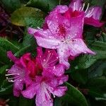 Rhododendron catawbiense Blomst