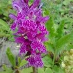 Dactylorhiza majalis Flower