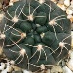 Gymnocalycium capillense Leaf