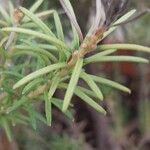 Banksia ericifolia Blad