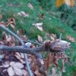 Carya ovata Blad