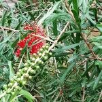 Callistemon viminalis Цветок