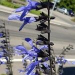 Salvia guaraniticaBlüte