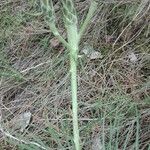 Scorzonera angustifolia Kukka