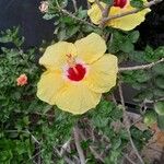 Hibiscus ovalifolius Квітка
