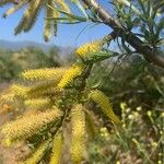 Salix chilensis 花