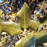 Quercus rotundifolia Leaf