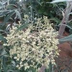 Buddleja saligna Flower