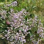 Limonium vulgare Flower