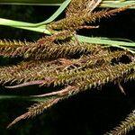 Carex jamesonii অভ্যাস