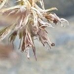 Valeriana apula Fruit