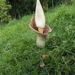 Amorphophallus muelleri Кветка