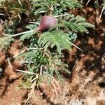 Vachellia drepanolobium Fulla