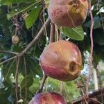 Barringtonia racemosa Fruchs