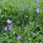 Campanula rhomboidalis Habitus