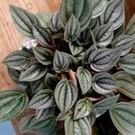 Peperomia albovittata ᱥᱟᱠᱟᱢ