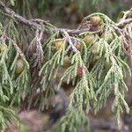 Juniperus recurva Habitus