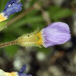 Polemonium pulcherrimum Květ