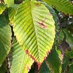 Acer carpinifolium Likasa