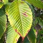 Acer carpinifolium Leaf