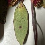 Eucalyptus caesia 叶