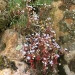 Sedum caeruleum 花