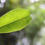 Psiloxylon mauritianum Leaf