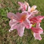 Rhododendron periclymenoides Blomst