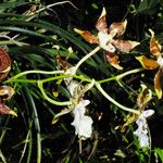 Oncidium altissimum Elinympäristö