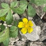 Potentilla reptans 花