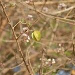 Combretum aculeatum Otro