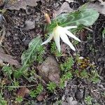 Erythronium oregonum ഇല