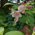 Weigela floridaFlower