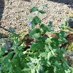 Mertensia ciliata Bloem