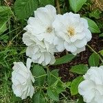 Rosa alba Flower