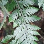 Lastreopsis effusa Leaf