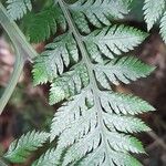 Lastreopsis effusa Leaf