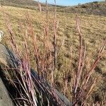 Andropogon gerardi Leaf