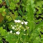 Thlaspi arvense Flower