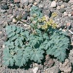 Lomatium martindalei ᱛᱟᱦᱮᱸ