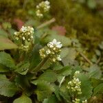 Micranthes virginiensis Habit