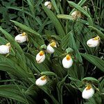 Cypripedium candidum Vekstform