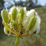 Thapsia villosa Fruit