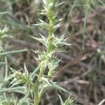 Salsola kali Leaf