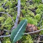 Goodyera oblongifolia Leaf