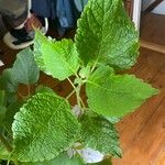 Plectranthus fruticosus Leaf